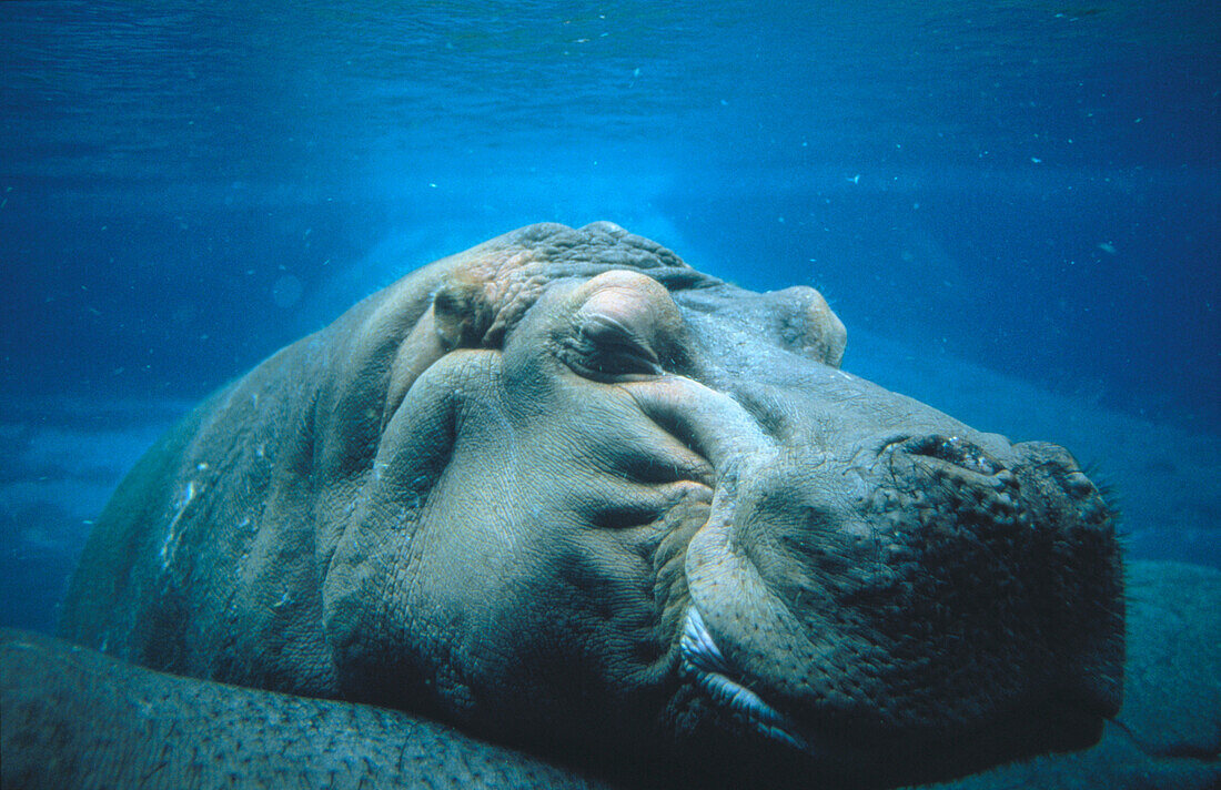 Hippopotamus under water (Hippopotamus amphibius). San Diego zoo. California. USA