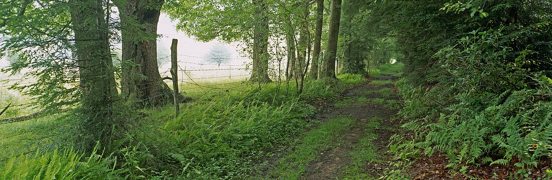 Abandoned road bordered by ferns and forest. Cathedral State Park. West Virginia. USA