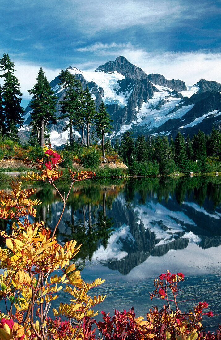 Mount Shuksan reflected in Picture Lake with Sitka Mountain Ash (Sorbus sitchensis). Mount Baker-Snoqualmie National Forest. Washington. USA