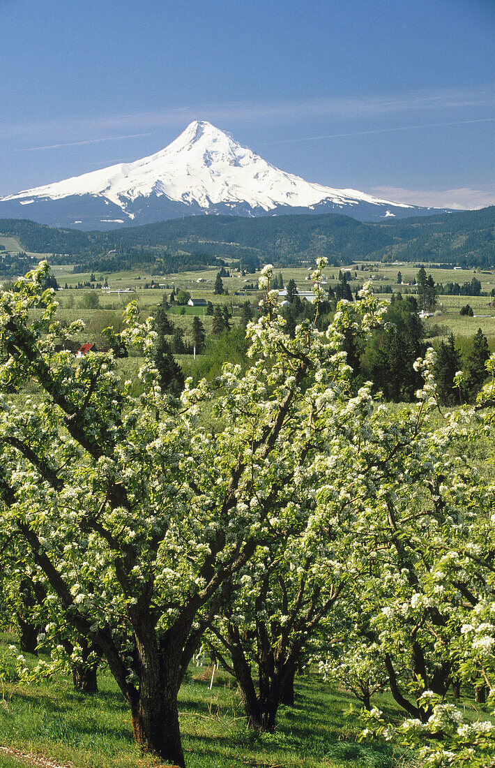 Apple and pear orchards bloom with Mount Hood in the background. Hood River area. Oregon, USA
