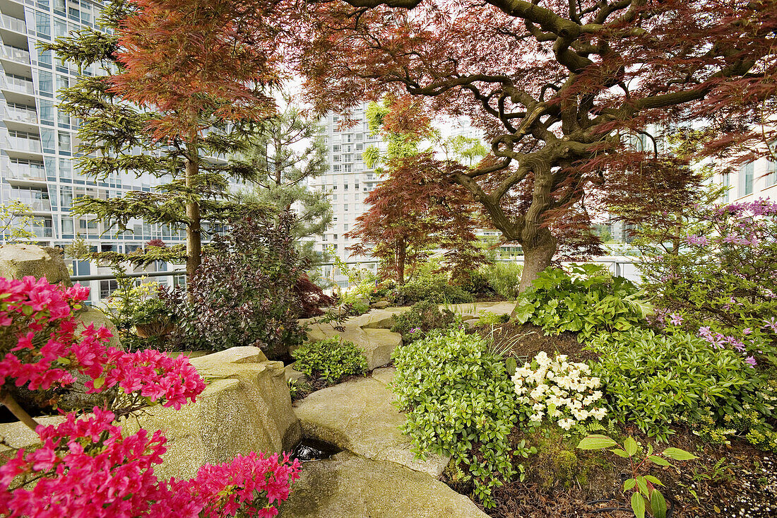 Azalea & Japanese Maple in urban rooftop garden [Rhododendron cv., Acer palmatum cv.]. Patterson, Vancouver, British Columbia. Canada