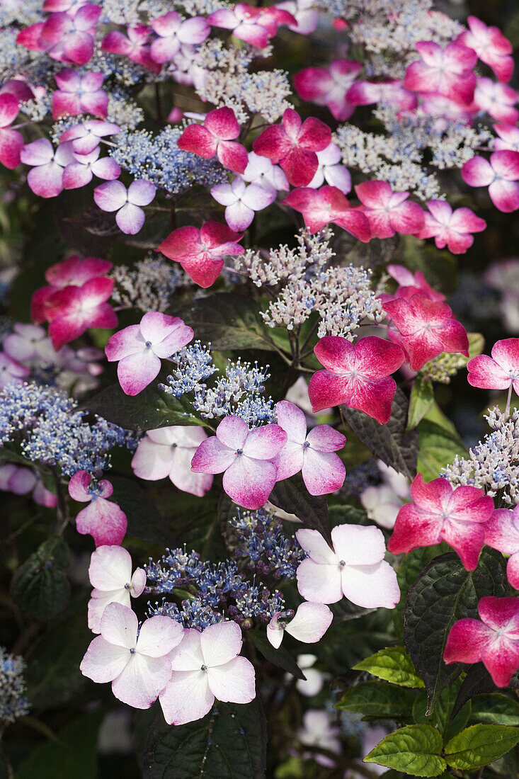 Hydrangea macrophylla Veitchii . McClendon, Bellingham. Washington, USA