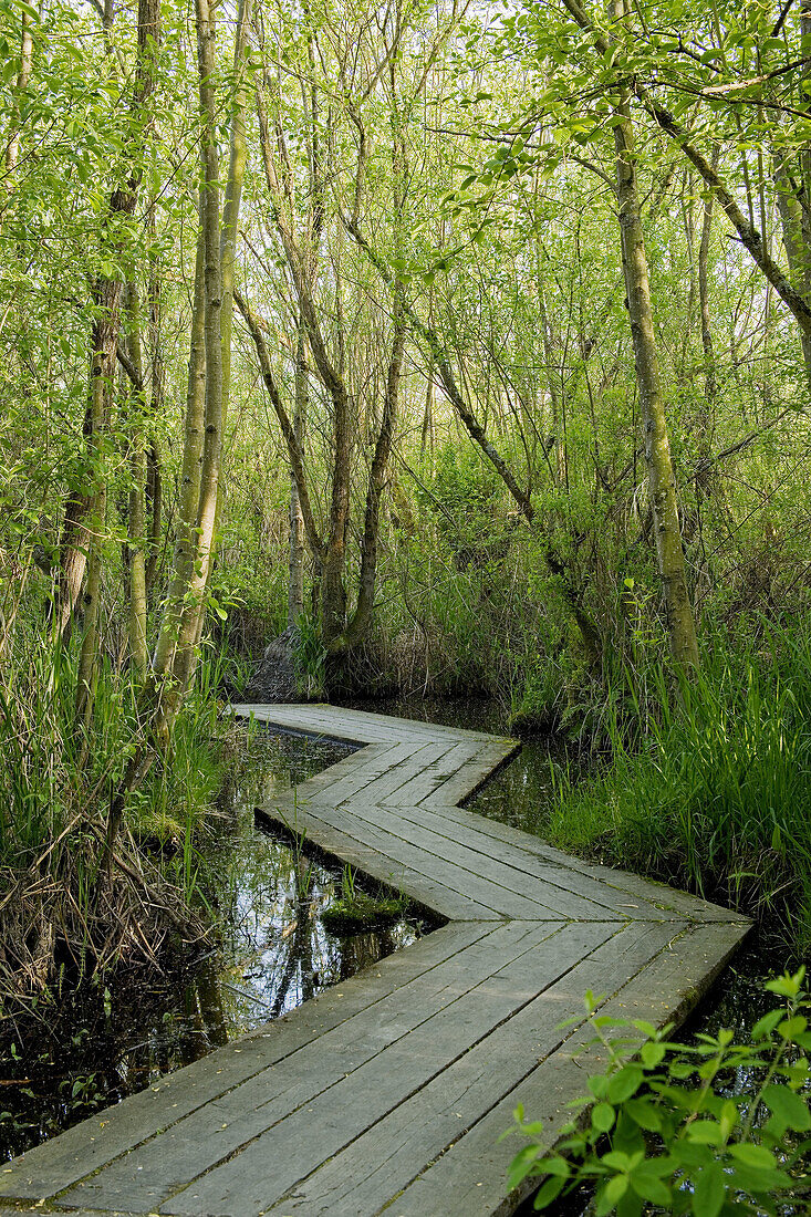 0500882 Wooden zig-zag boardwalk over wetland marsh in woods. Ferndale, Tennant L., WA.