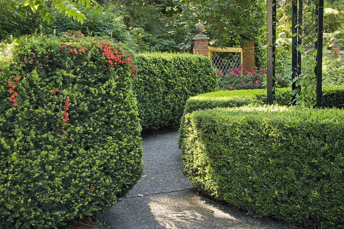 English Yew & Boxwood hedges lead to formal rose garden w/ Knockout Rose bkgnd (Taxus baccata; Buxus sempervirens; Rosa Knockout ). Park & Tilford, N. Vancouver, BC.