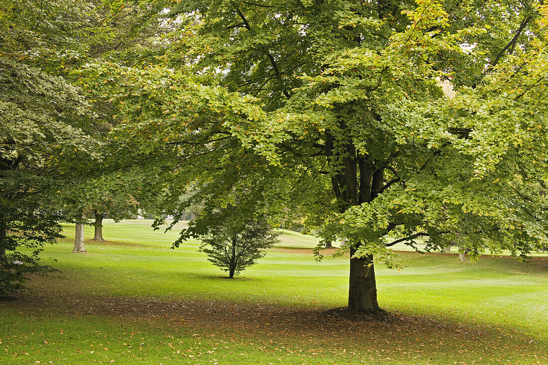 European Beech, autumn (Fagus sylvatica). Van Dusen, Vancouver, BC.