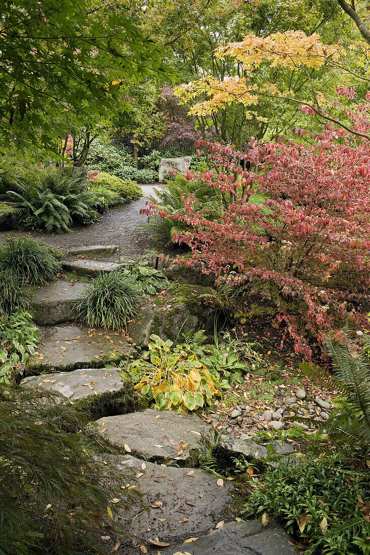 Redvein Enkianthus by stone path w/ Japanese Maples, Hostas (Enkianthus campanulatus; Acer palmatum; Hosta cvs.). Bellevue Botanical Garden, WA.