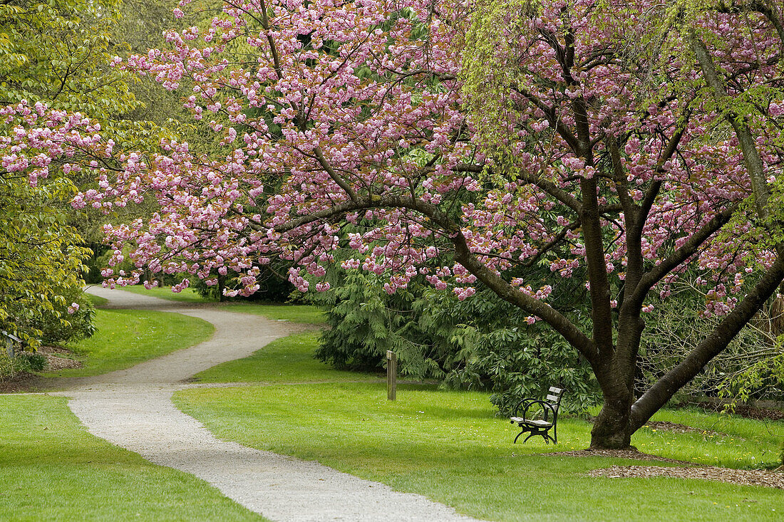 Kwanzan Cherry along path (Prunus serrulata). WA Park Arboretum, Seattle, WA.