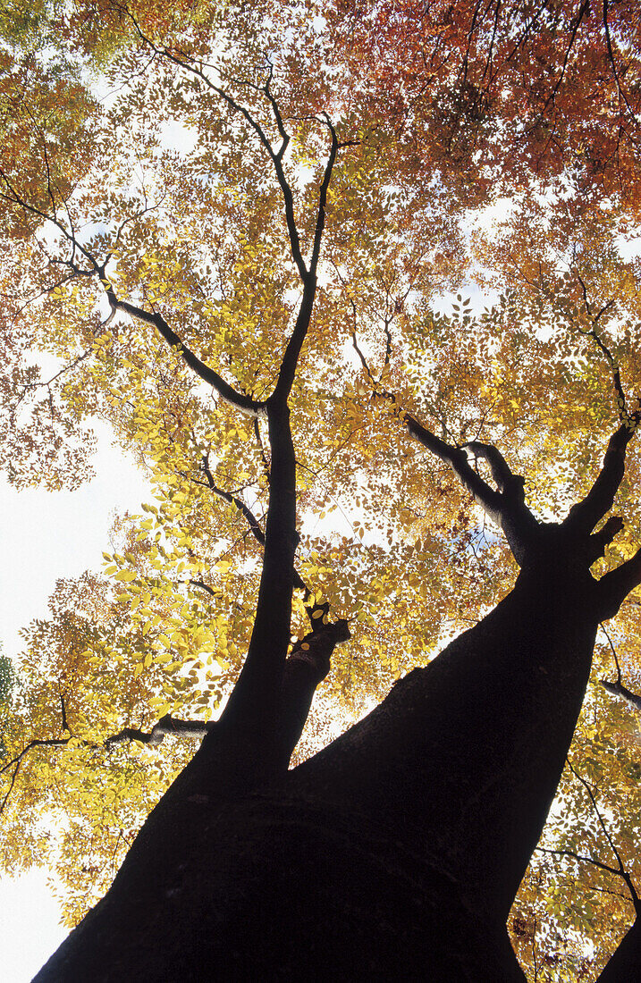 Towering, silhouetted trunk and branches of tree with fall colors on display.
