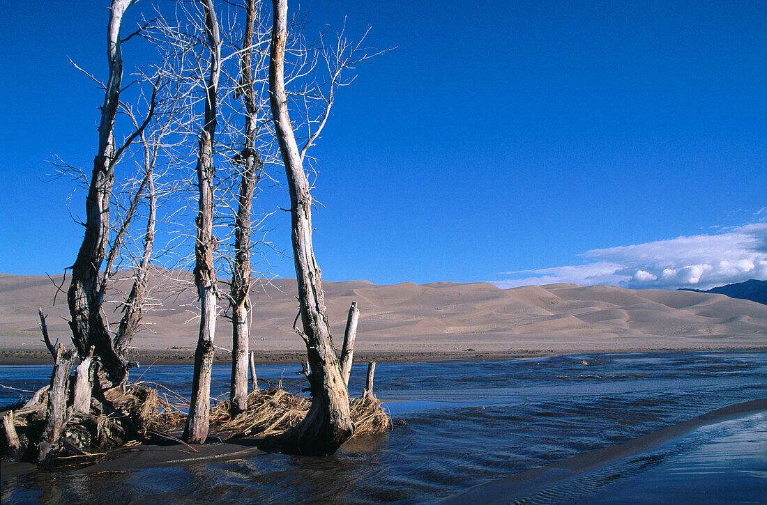 Dead trees. Great Sand Dunes National Monument. Colorado. USA