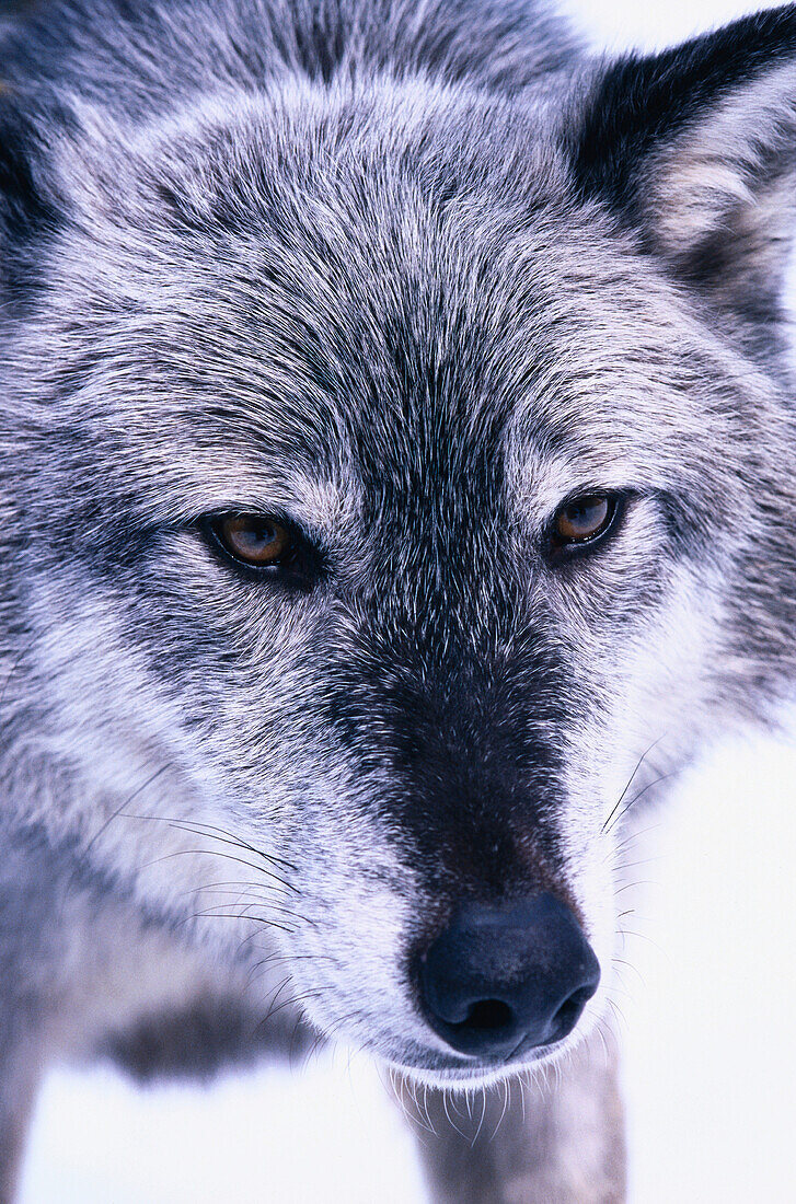 Grey wolf (Canis lupus).