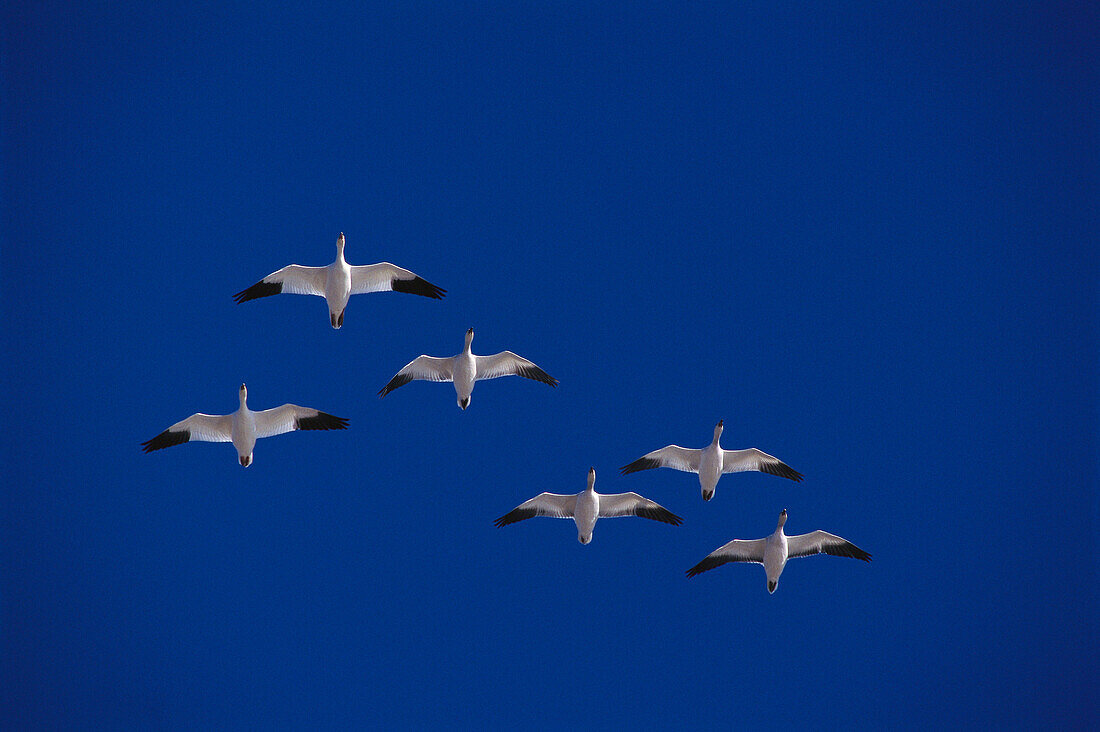 Snow Geese (Chen caerulescens) flighting. New Mexico. USA