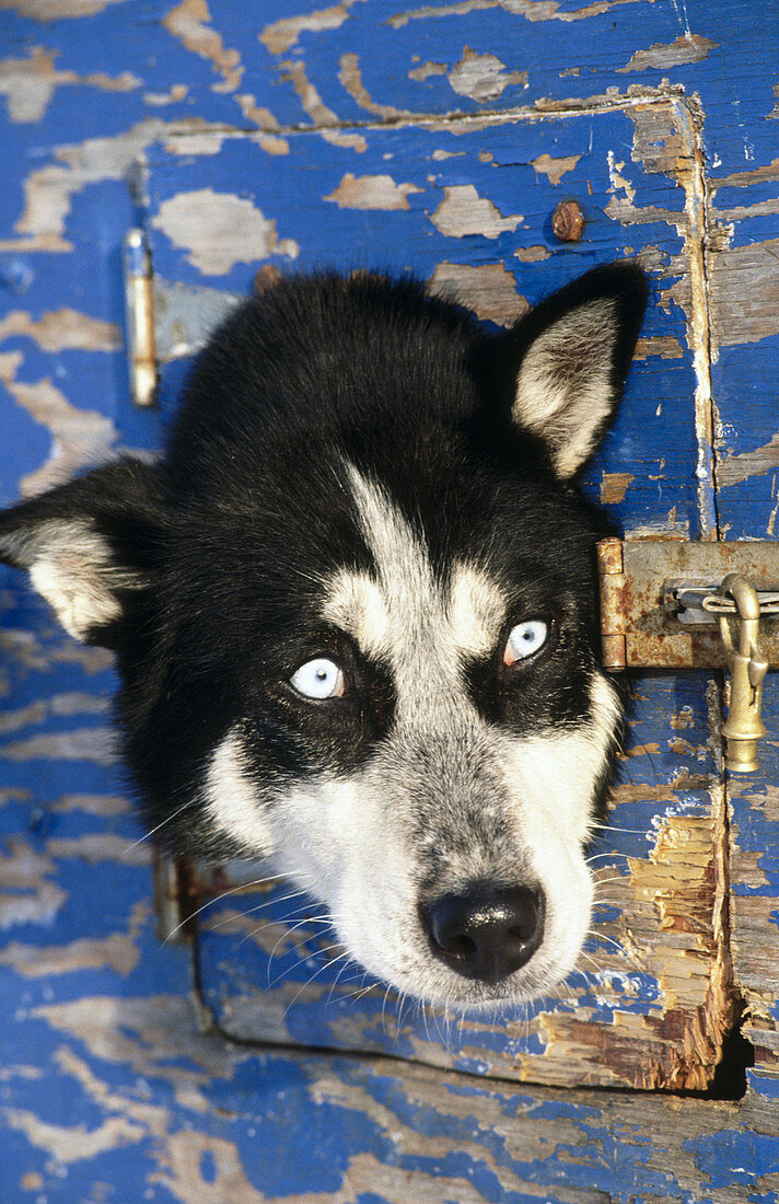 Sled dog. Alaska, USA
