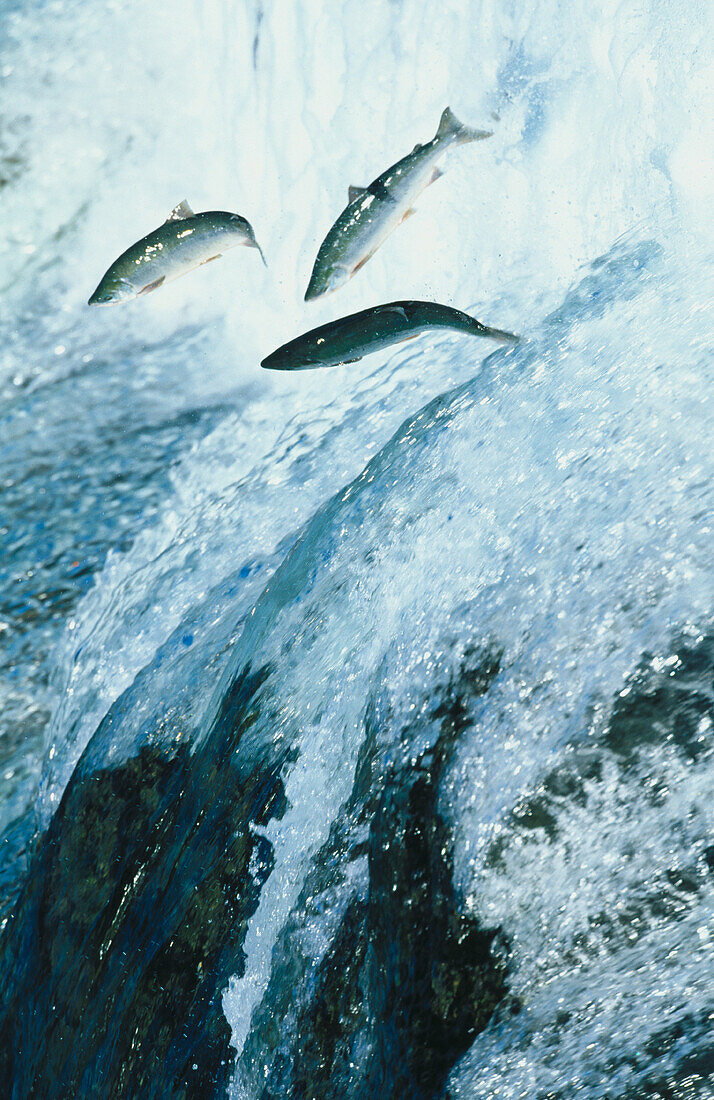 Salmon. Alaska. USA
