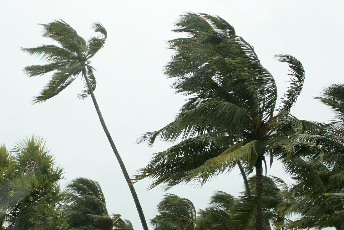 Palm trees, Hurricane Dennis, wind. Lummus Park, Miami Beach, Florida. USA.