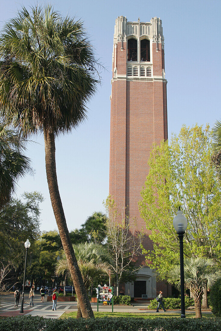Century Tower, sabal palm tree. University of Florida. Gainesville. Florida. USA.