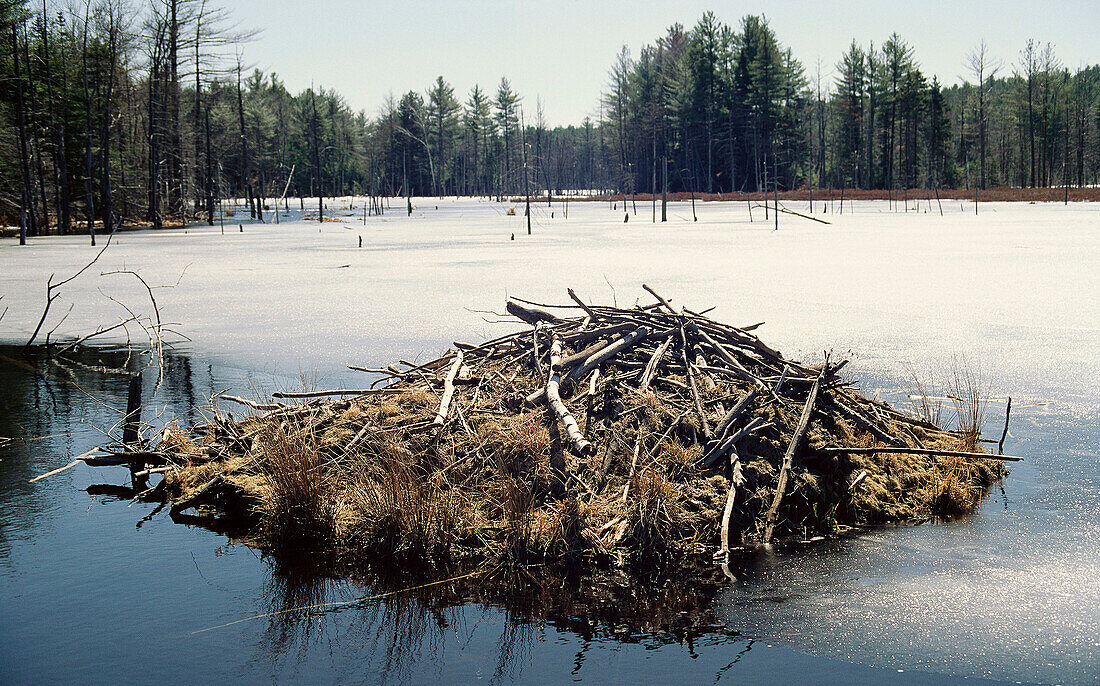 Beaver lodge in lake created by beaver activity