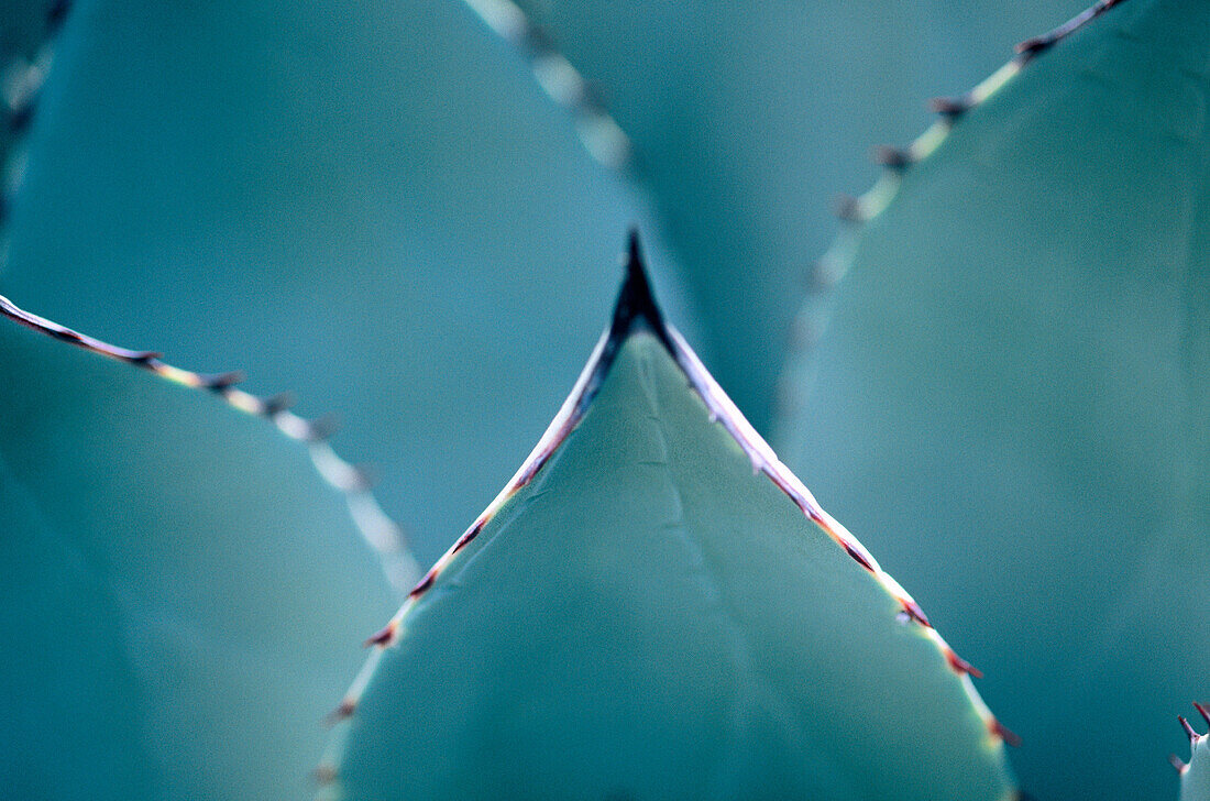 Aloe (Aloe vera), medicinal plant