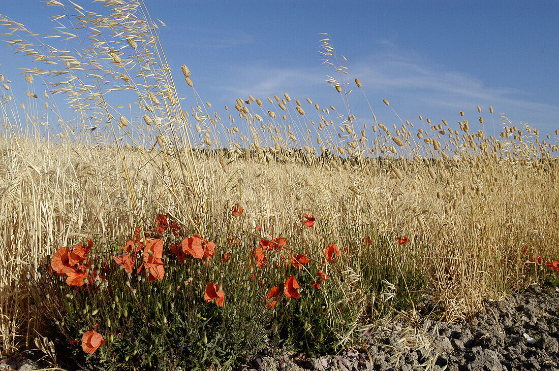 Poppy flowers and dry landscape. Mallorca. Balearic Islands. Spain.