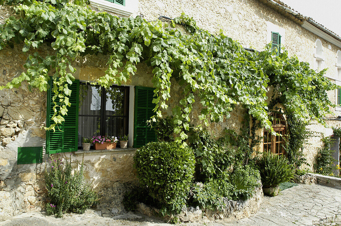 Grape outside a traditional house in Selva. Mallorca. Balearic Islands. Spain.