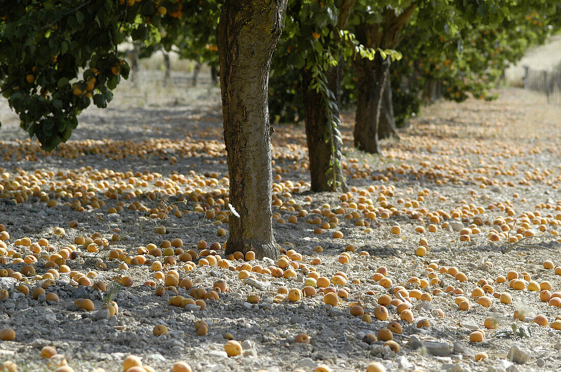 Abundance of apricots in a tree. Mallorca. Balearic Islands. Spain.