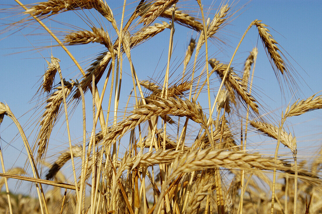 Dried stalk of wheat. Ears. Summer time. Mallorca. Balearic Islands. Spain.