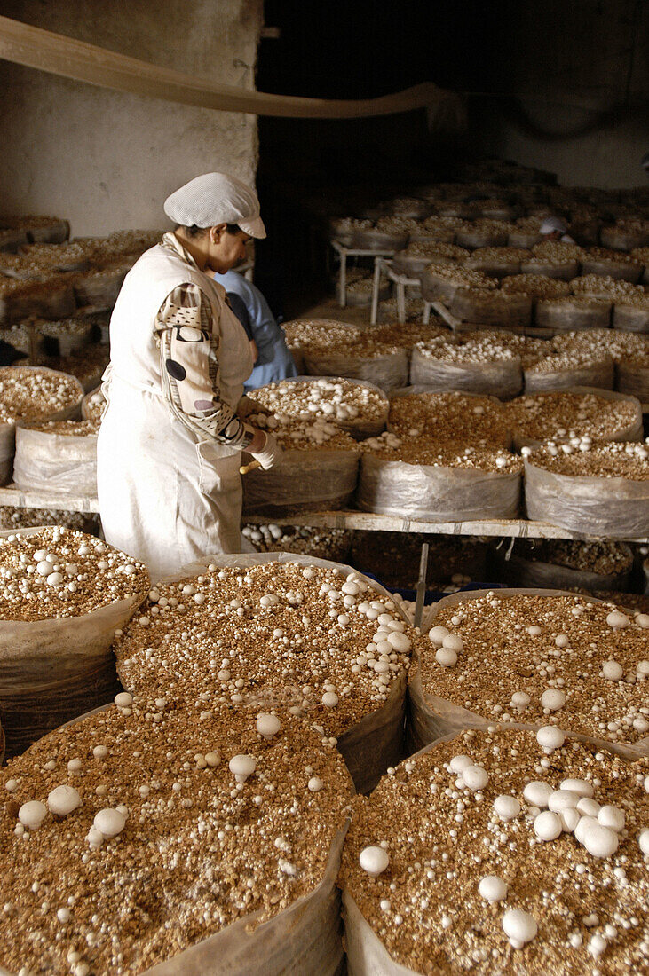 Champignon edible farm (Agaricus bisporus). Agaricaceae. Porreres. Mallorca. Balearic Islands. Spain.