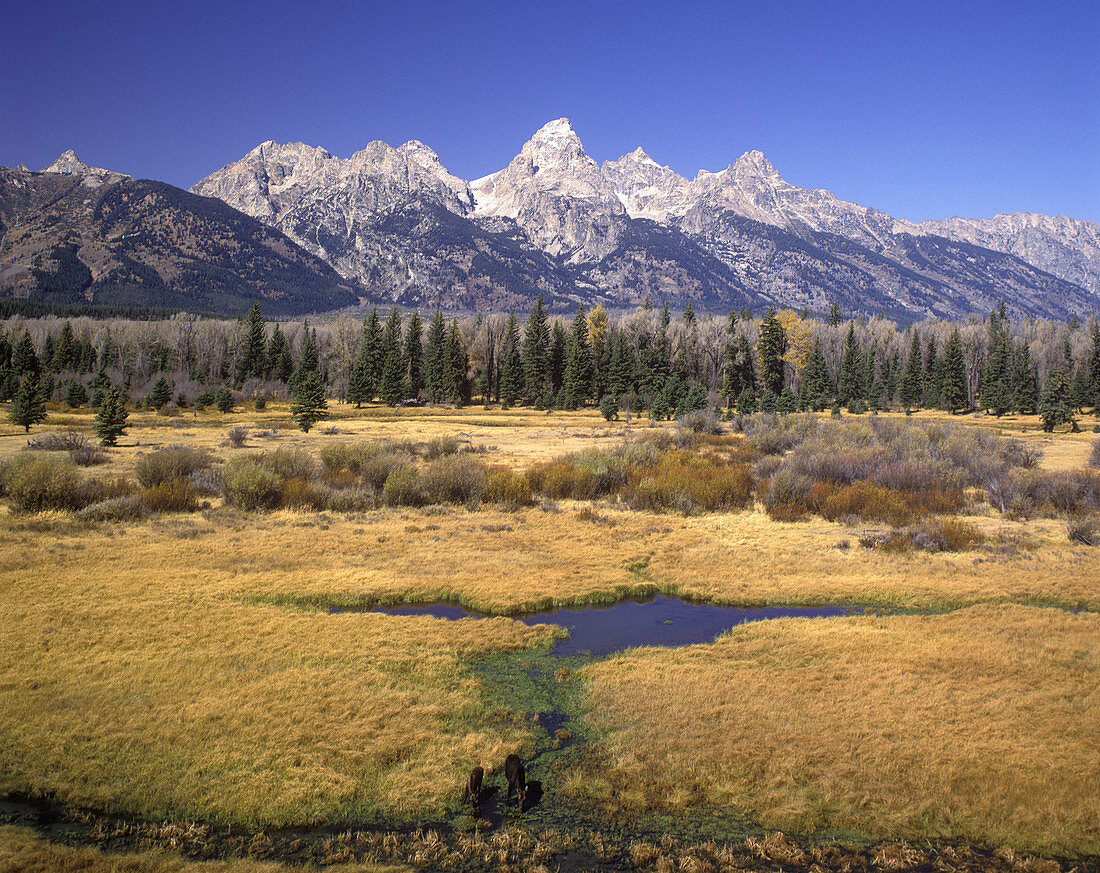 Scenic moose, Blacktall ponds, Grand teton national park, Wyoming, USA.