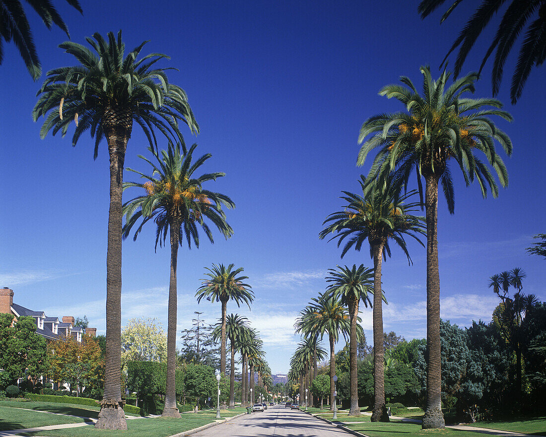 Palm trees, South windsor avenue, Hollywood, Los Angeles, California, USA.