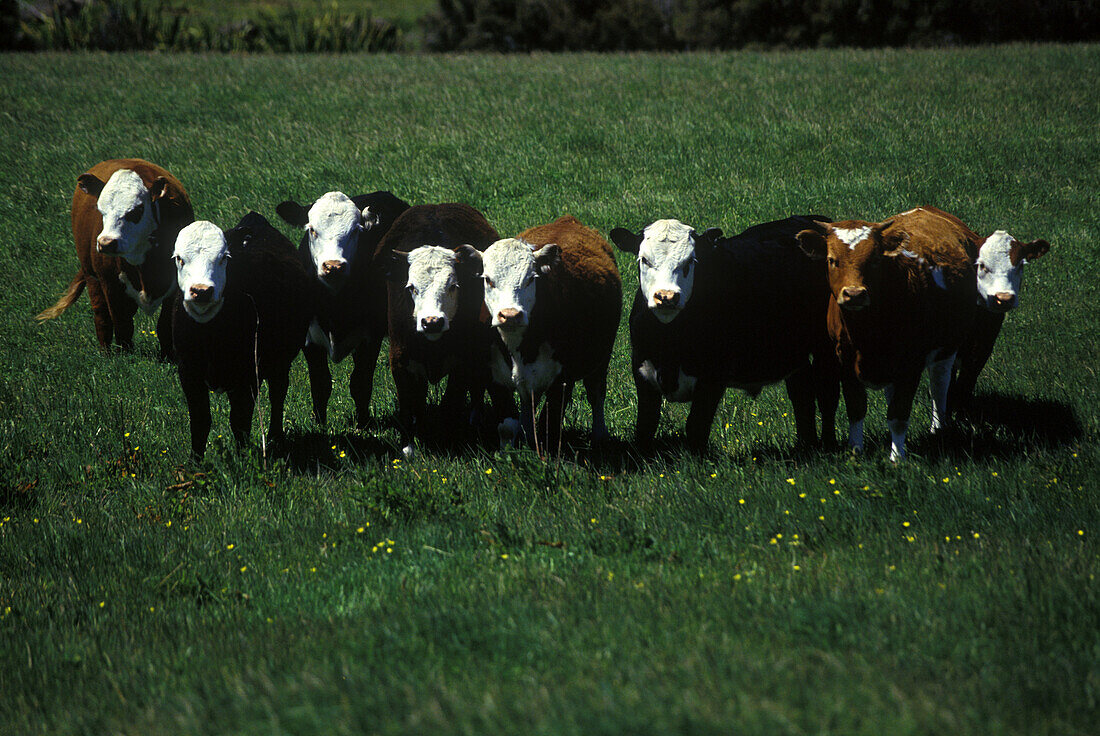 Herd of cattle.