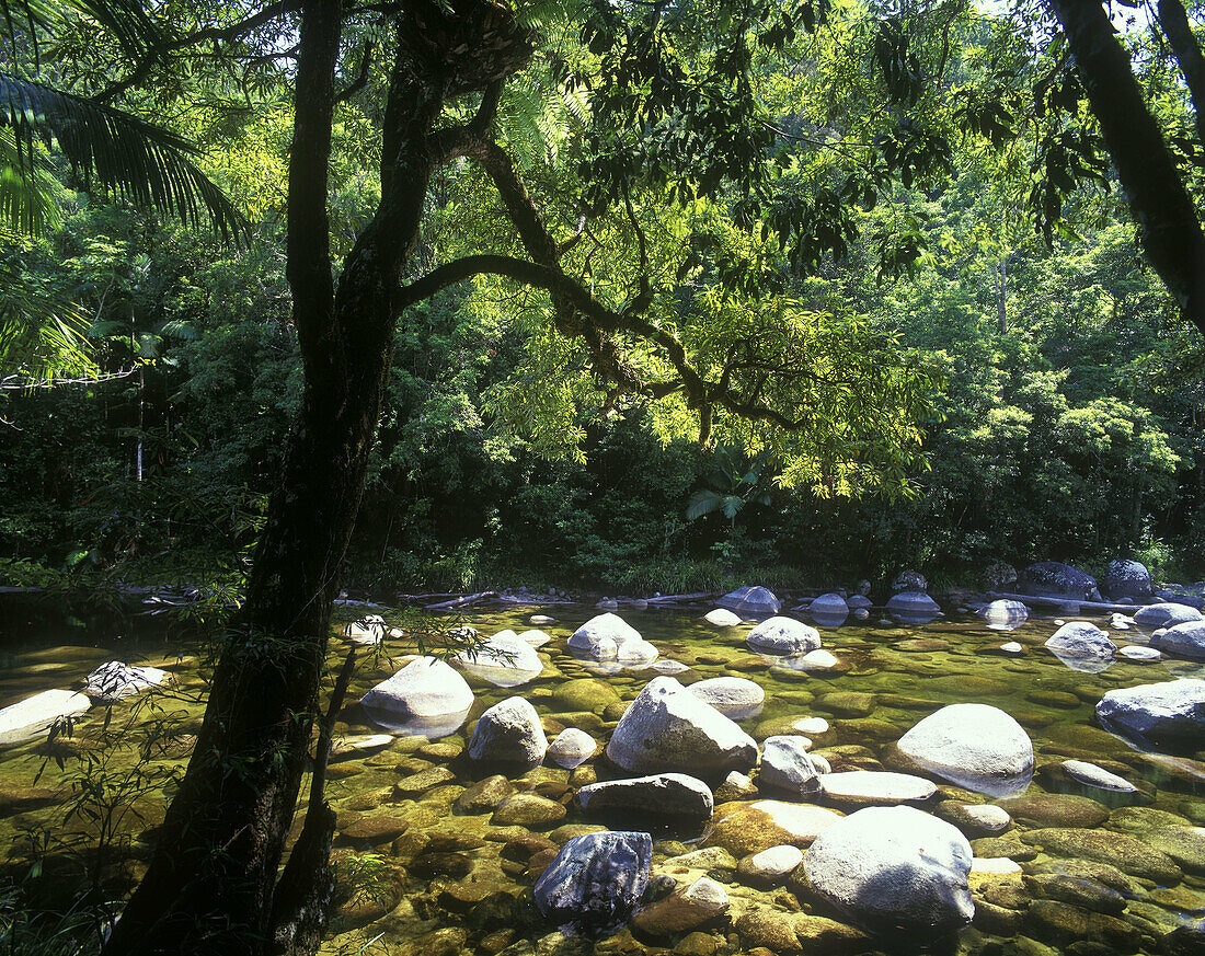 Scenic mossman gorge, Daintree rainforest, North queensland, Australia.