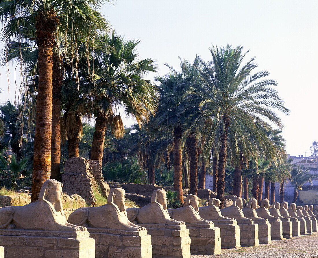 Avenue of sphinxes, Temple of luxor, Luxor ruins, Egypt.