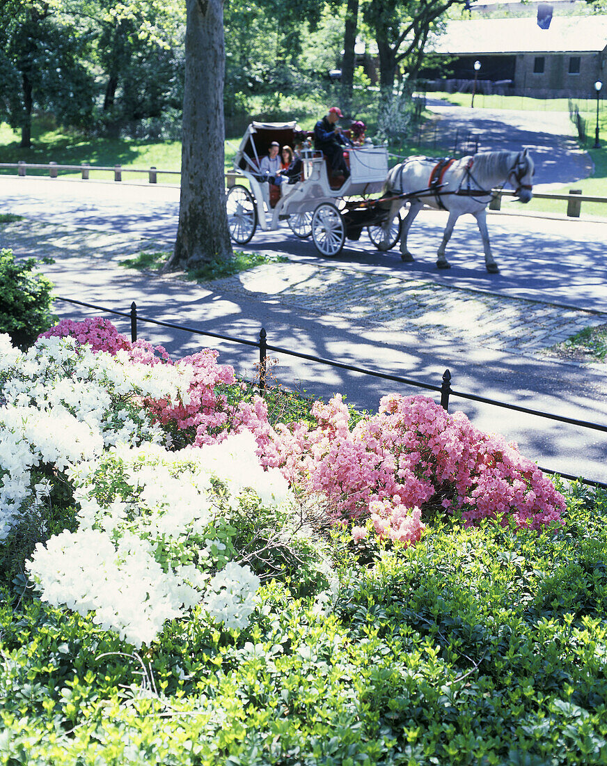 Spring flowers, Horse carriages, Central park, Manhattan, New York, USA.
