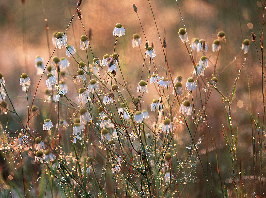 False Chamomile (Tripleurospermum maritimum)