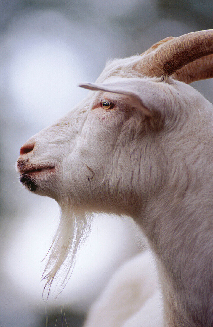 Goat. Västerbotten. Sweden