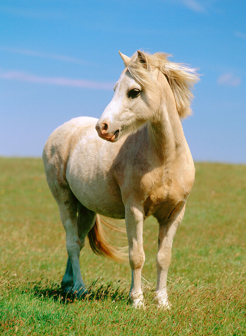 White horse in Havang. Skane. Sweden