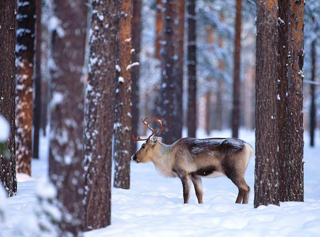 Reindeer (Rangifer tarandus) in the winterforest. Västerbotten. Sweden.