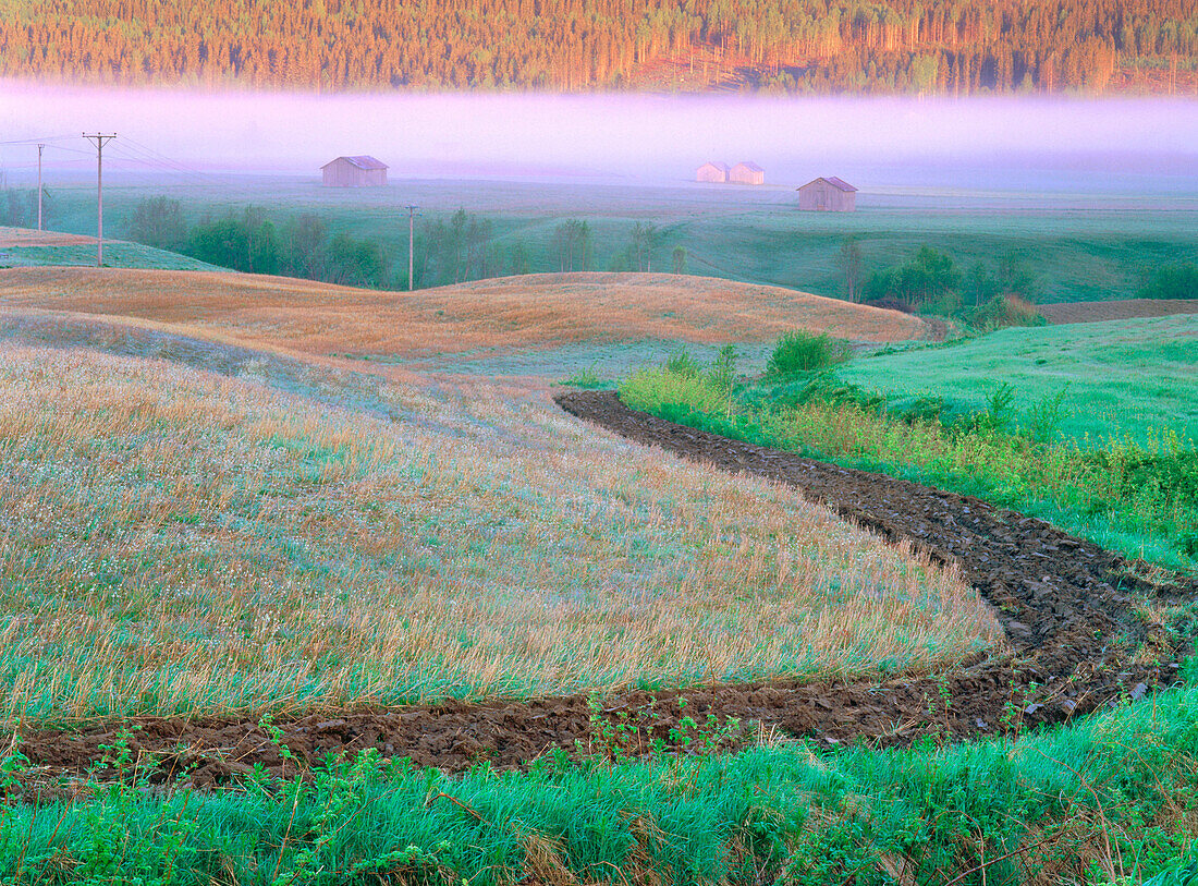 Misty summer morning in Västerbotten. Sweden