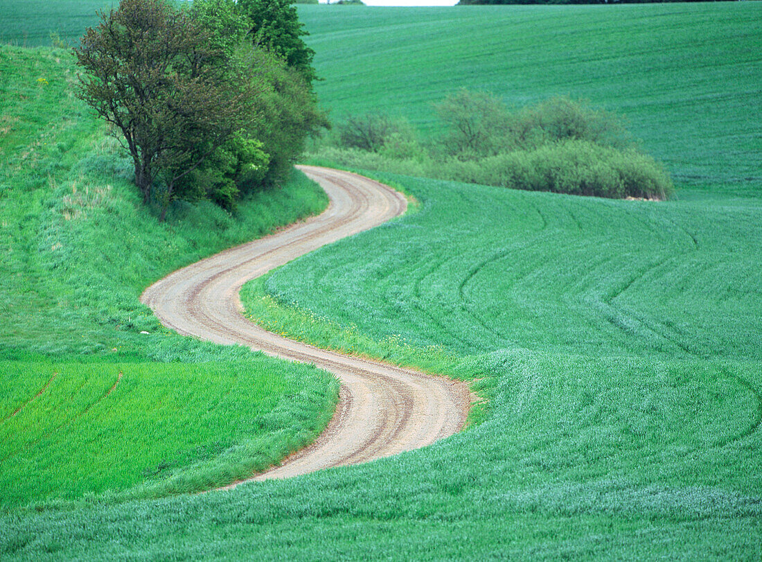 Footpath in a field in Skane. Sweden