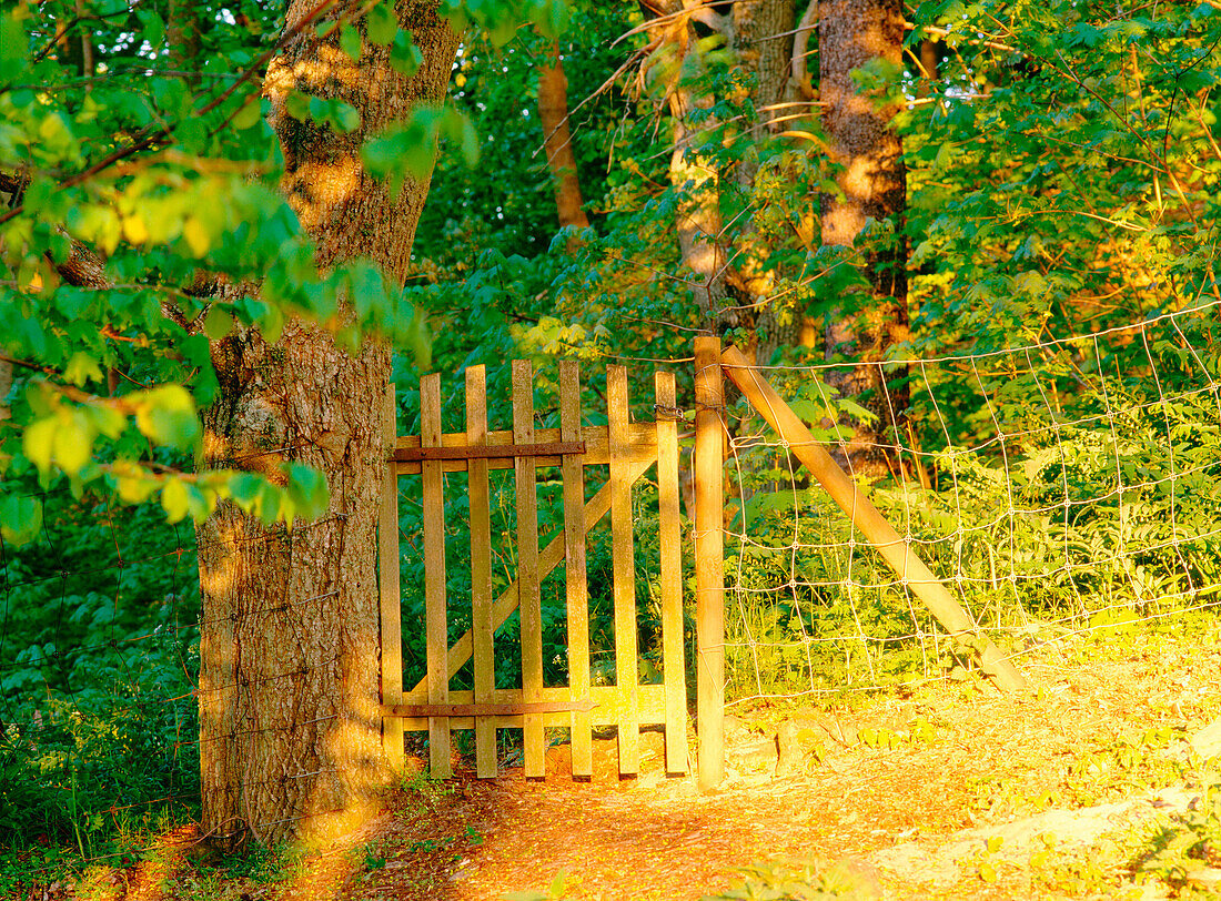 Gate in the forest. Havang. Skane. Sweden