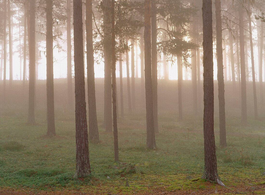 Misty pine forest. Vasterbotten. Sweden