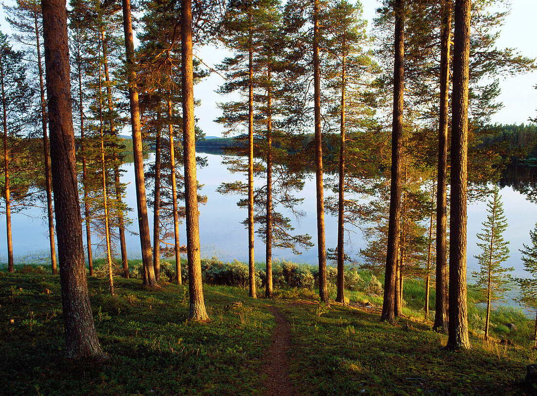 Scots Pineforest (Pinus Sylvestris). Västerbotten. Sweden