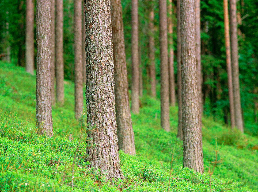 Pine truncs (Pinus Sylvestris) Alvsbyn. Norrbotten . Sweden