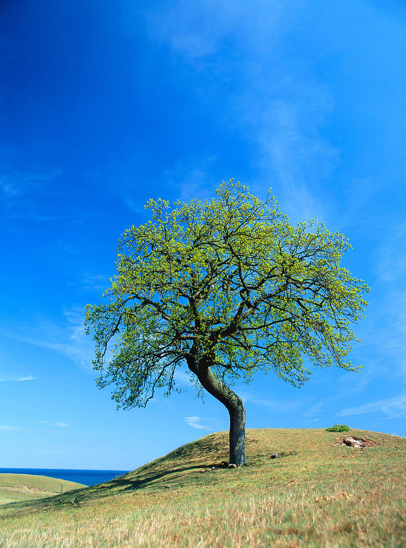Lonely oak close to the shore in Skane. Sweden