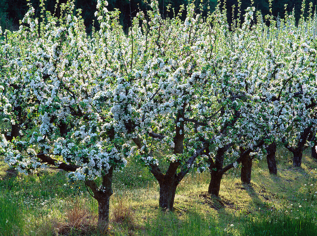 Apple trees plantation in Skane. Sweden