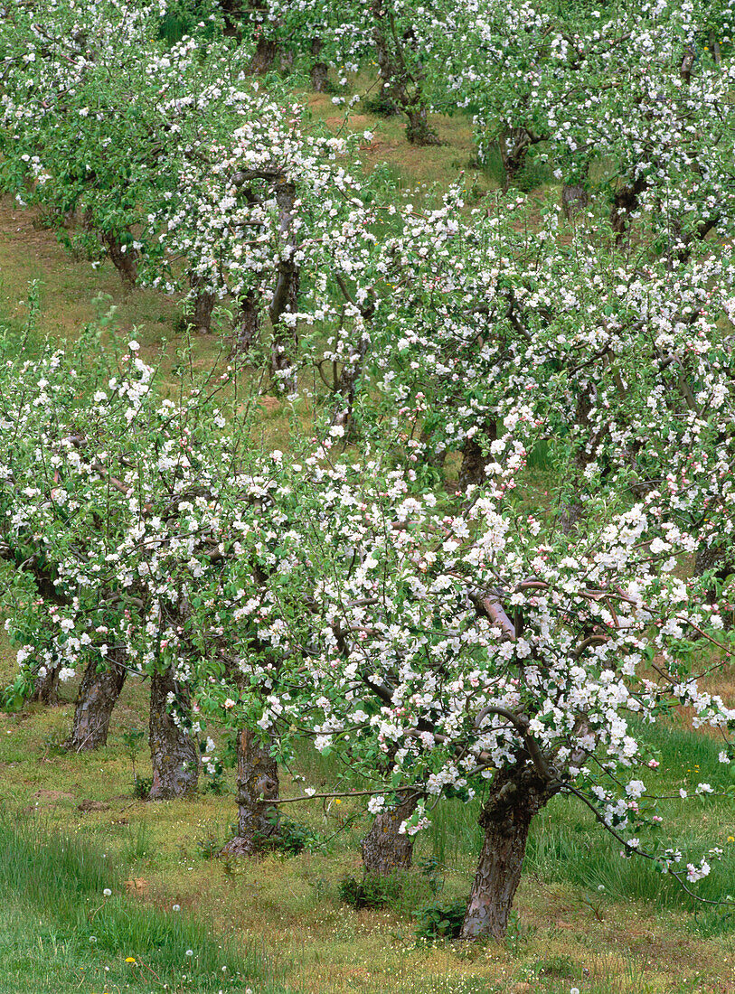 Apple trees plantation in Skane. Sweden