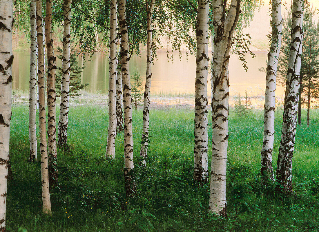 Birch trees on the shore of the Pite River. Vidsel. Norrbotten. Sweden