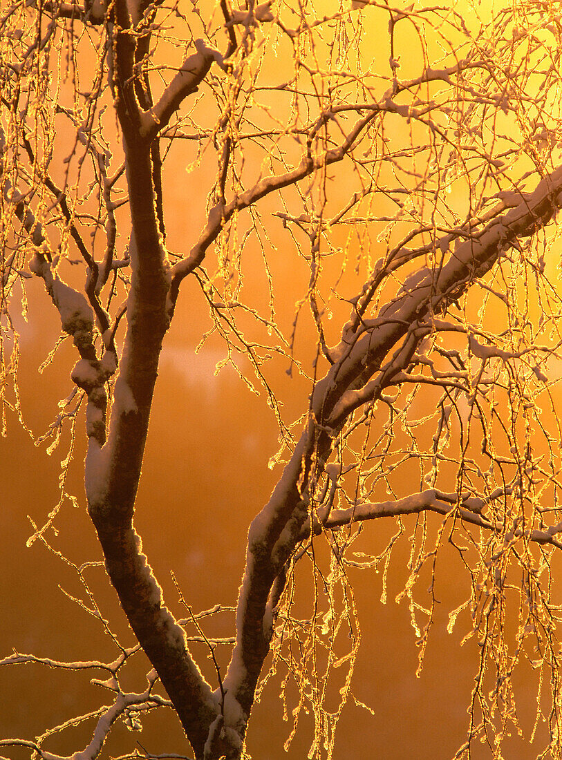 Frosted birch at sunset. Västerbotten. Sweden