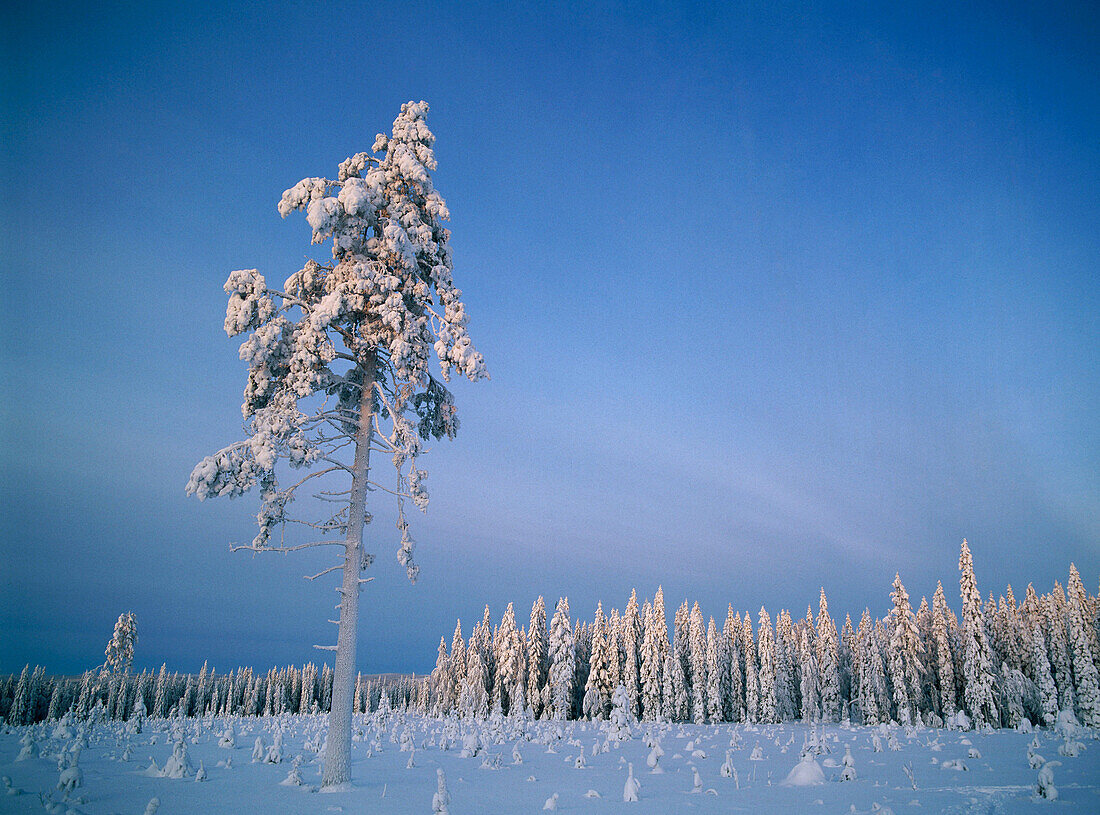 Hoar-frosted Scots Pine (Pinus sylvestris) in blue, morning light. Gammelboliden. Västerbotten. Sweden