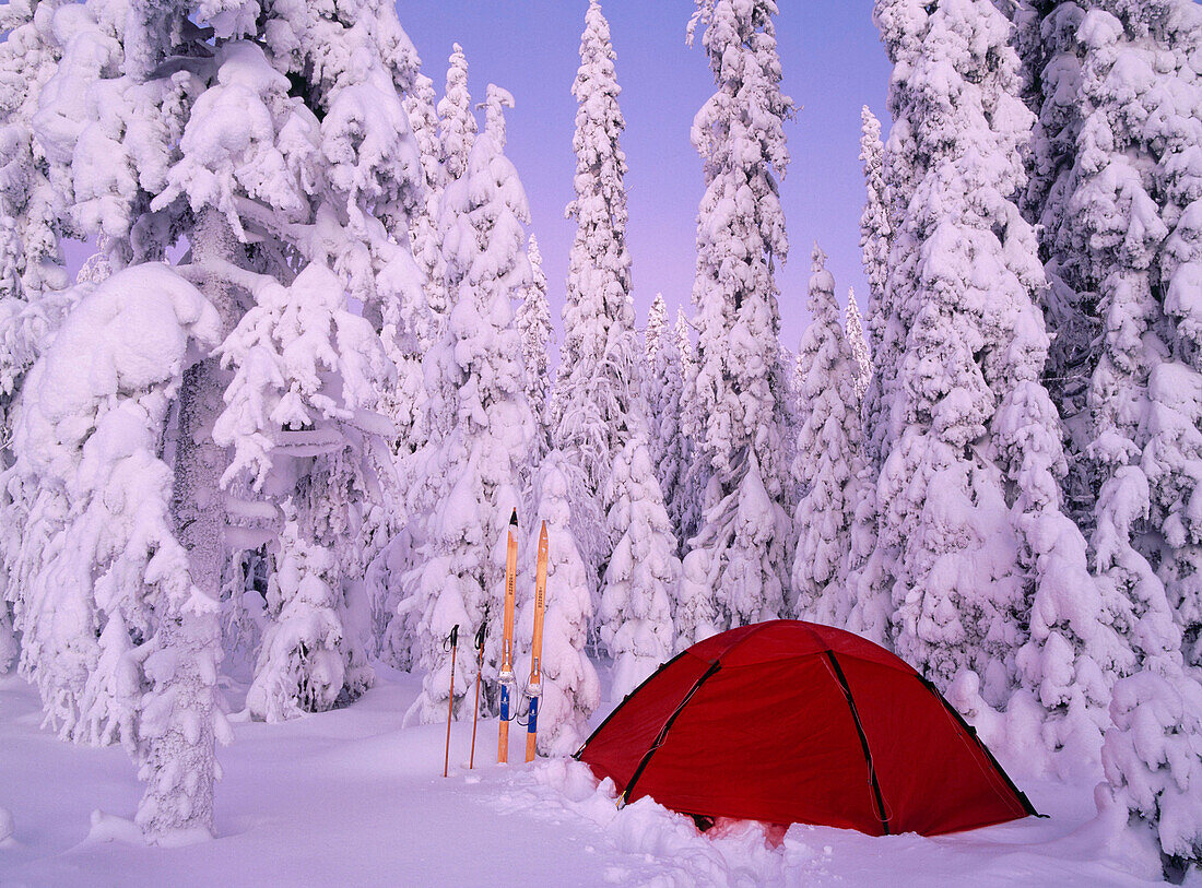Tent in a now covered spruce forest. Vasterbotten. Sweden