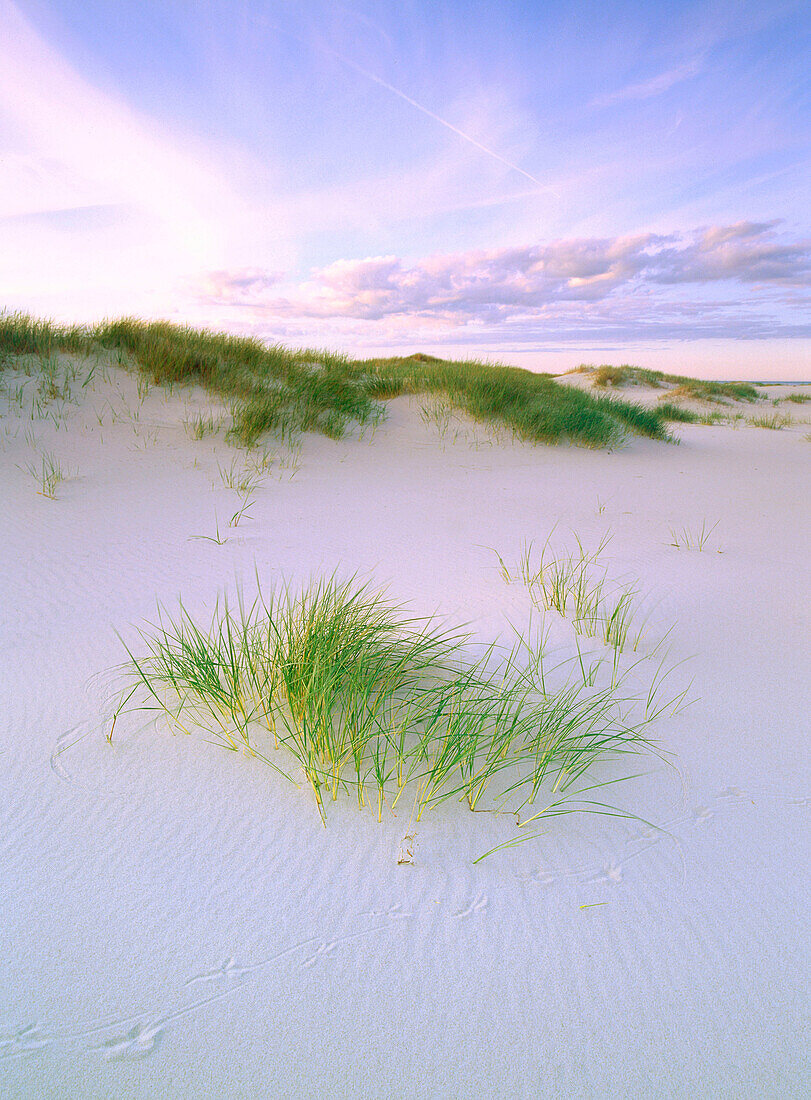 Sandy shore-line in Sandhammaren. Skane. Sweden